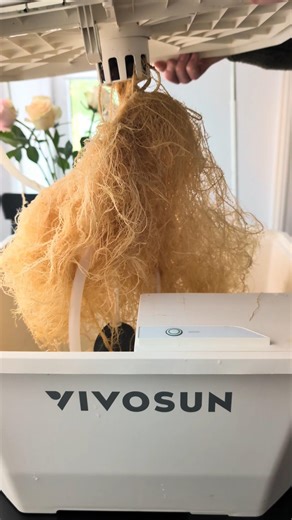 Hast du sowas schon gesehen?! 😱 Monster-Wurzeln im VGrow DWC!