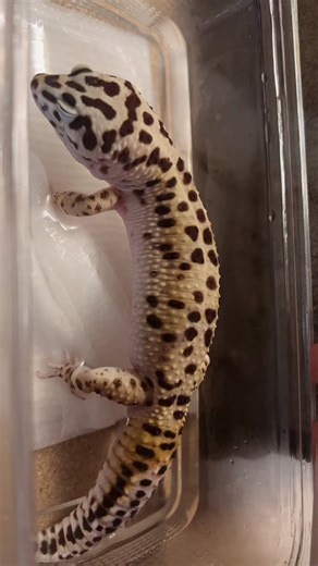 Leopard Gecko Care: Shedding and Setup Tips