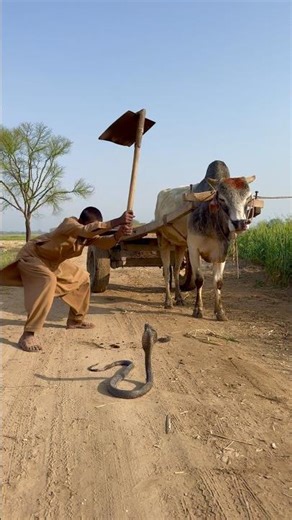 Cobra nag bullock cart