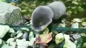 18K views · 365 reactions | Baby otter's first time in the water | Save Animals | Facebook