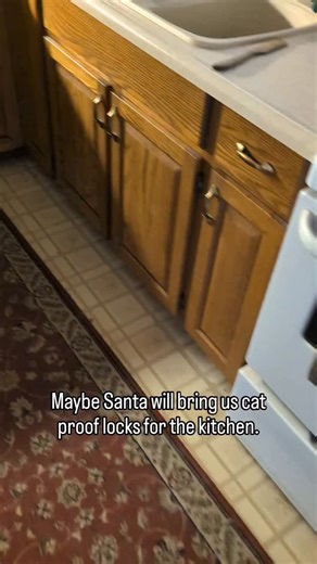 Bumper on Instagram: "Many of you out there have said that Mulligan was sent to be a friend to Bumper. That may be, but his secondary job is to help me practice patience. So much patience. What is the cat equivalent of teenage? He is around 9 months.and there is a lot of boundary testing happening around here. Send help."