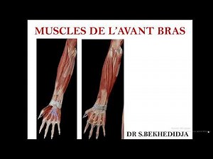 cours muscles de l'avant bras