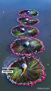 🪷 Vietnam La cosecha estacional de lirios de agua en el delta del Mekong es una tradición importante en Vietnam. Durante las temporadas de inundación, los locales recogen las flores en pequeños botes. Las mujeres, con sombreros tradicionales, lavan y venden los lirios en los mercados. Estas flores únicas también se usan en la cocina local, aportando un sabor dulce y meloso a sopas y guarniciones. 🌸🚣‍♀️ #MekongVibrante | | Ecuador Click
