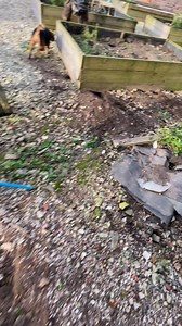 44K views · 766 reactions | Nicely executed 磊 | Yorkshire Rat Pack | Facebook