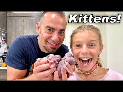 Hairless Sphynx Cat Giving Birth To Kittens!