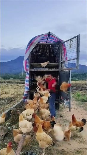 Truck-loading process of the live chickens