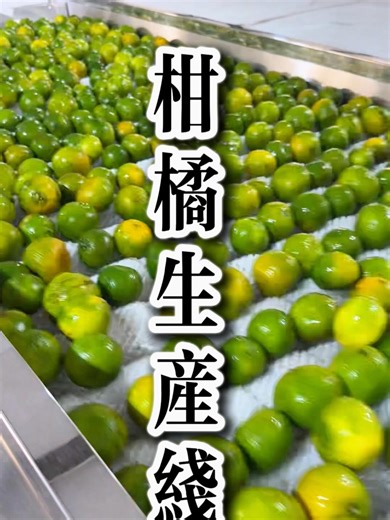 Citrus processing production line fruit washing machine Bubble washing machine #fruitwasher #washingmachine #foodmachinery #fruitprocessing #citrus