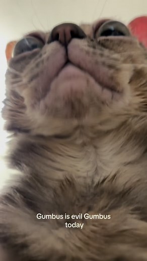 Gumbus | Very spooky 🫣 #Gumbus #cat #catsofinstagram #kittensofinstagram #rescuecat #rescuekitten #cat | Instagram