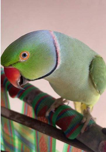 Amazing Parrot Tricks You Need to See