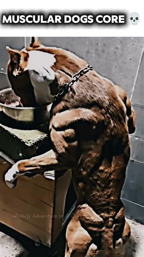 Muscular Dogs Core | #viral #pitbull #shortvideo #rottweiler #shorts #trollface #animals #husky
