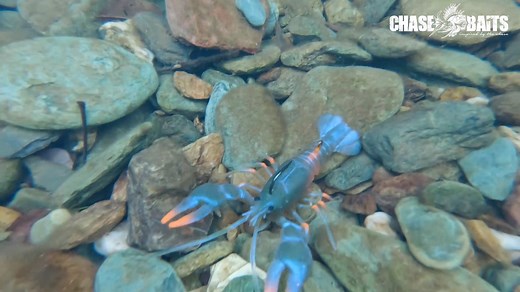 38K views · 449 reactions | The Chasebaits Australia Mud Bug Soft...