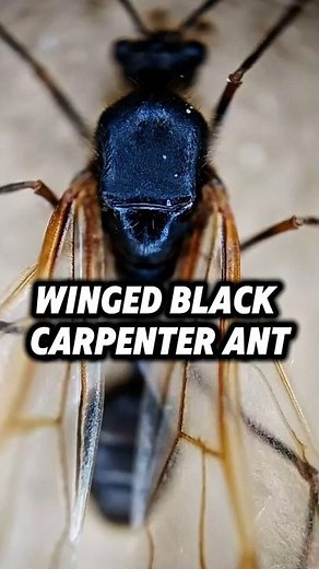 Close up view of Winged Black & Red Carpenter Ants – The Colonial Developer #microscope #ants