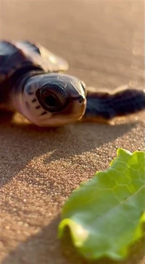This Tiny Turtle Will Melt Your Heart 🥹🐾 #shorts