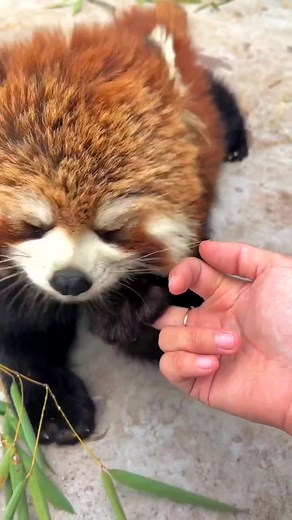 How to Tame Dragonfly Critters and Companions