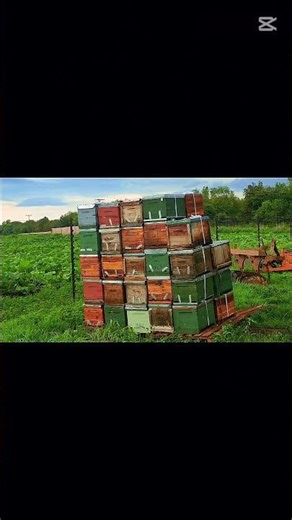 Bee Removal Business recap of Longdrop Honey. #bees #workerbee #beeremoval