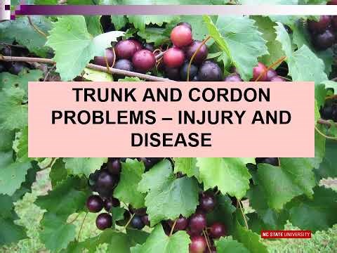 Muscadine vineyard disease control