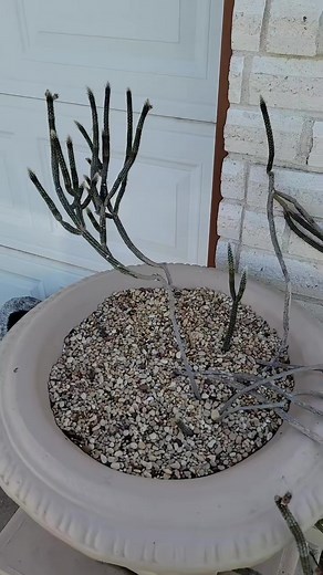 Beautiful! #nature #wild #botany #plant #viral #reels | Crime Pays But Botany Doesn't