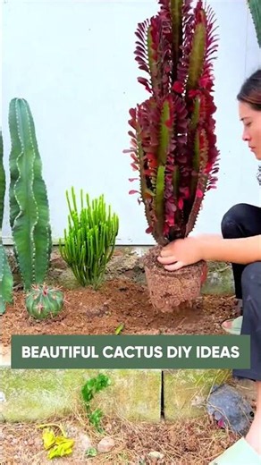 Cute & Creative Cactus DIY Ideas for Your Home 🌵