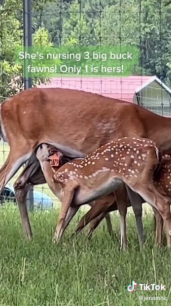 Now we know! Willow’s a wet nurse to who knows how many others. #nursing #mamadoe #fawns #milk #milktime #nursing #deer #farmlife #tandemnursing