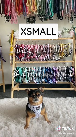 Stylish Dog Harnesses for Every Size - Sassy Woof