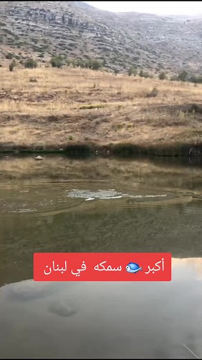 Giant Koi Fish in Lebanon | Amazing Sight!