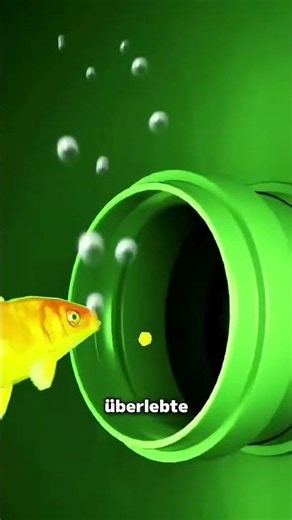 Goldfish survives 7 years alone in a drainpipe
