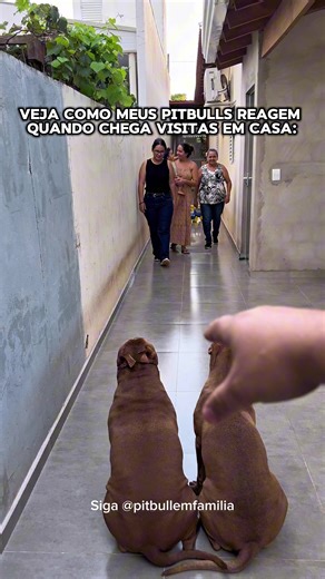 Reações dos Cães: Comentários sobre Pitbulls