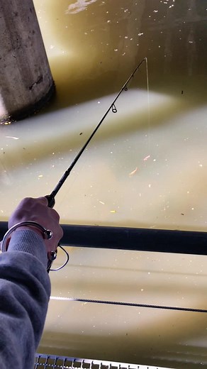 SPRO FREESTYLE on TikTok