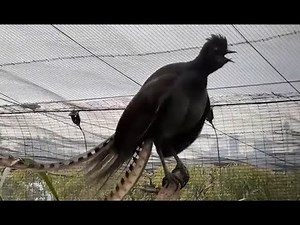Lyrebird Surprises Zookeeper by Imitating Crying Baby