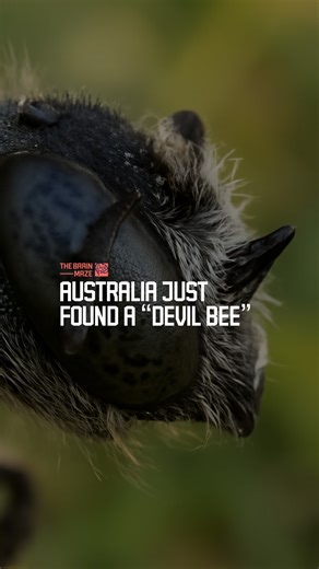 819K views · 13K reactions | Australia Just Found a “Devil Bee” - Australia just got a little wilder! Researchers from Curtin University have discovered a brand new bee species — Megachile (Hackeriapis) lucifer — nicknamed the “Lucifer Bee” for its striking horn-like features. Found lurking among a critically endangered wildflower in Western Australia, this mysterious insect adds yet another fascinating twist to Australia’s incredible biodiversity | The Brain Maze | Facebook