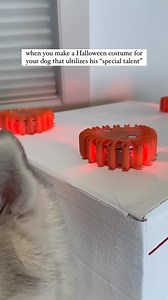 Husky-Ambulance ♥️🤣🥰😎 #husky #huskypuppy #huskylove #huskyworld | Big Brands Outlet