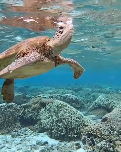 All About Turtles on Reels