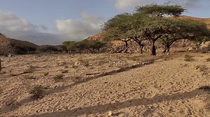 Care for trees (Arabic)