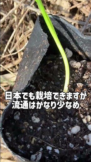 [Did you know about this!?] I'm growing a "phantom vegetable" that's almost never found in the ma...