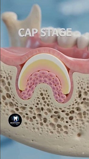 How Teeth Develop Inside the Jaw | Tooth Development & Eruption Explained (3D Animation)