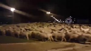 8 Stories That Made Us Smile This Week