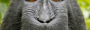 Monkey’s selfie cannot be copyrighted, US regulators say