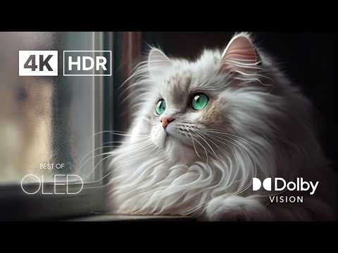 Just WOW 🤯 OLED Demo in 4K HDR 120FPS | Dolby Vision Ultra HD (4K/8K TV Test)