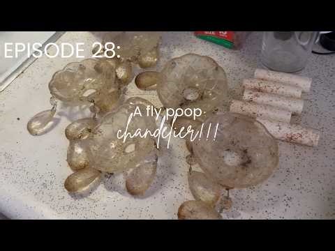 Episode 28 A fly poop chandelier