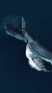 8.8K views · 1K reactions | The second largest animal to ever live on Earth, the fin whale, feeds on some of the smallest critters in the ocean known as krill. Fin whales can grow up to 85 feet (26 m) long & 160,000 pounds (72.3 metric tons), and consume up to 4409 lbs (2000 kg) of krill every day! : Delaney Trowbridge Photography | Ocean Conservation Research - OCR | Facebook