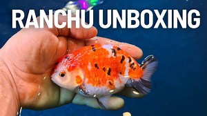 Someone sent me a goldfish?