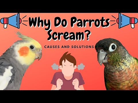 Why Do Parrots Scream? | How To Prevent it! | TheParrotTeacher