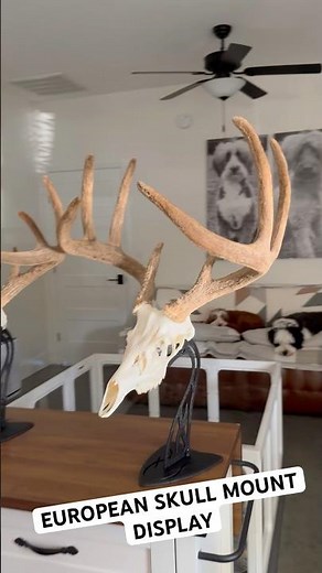 Whitetail European Skull Mount ‘Table Hooker’ mounting system! #velvetbuck #earlyseason #deerhunt