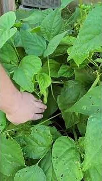 7/6/25 Burpee Stringless Pod Green Beans 1st Harvest of Season #gardening #gardening #beans #veggies