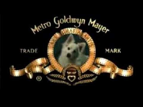 MGM Dog
