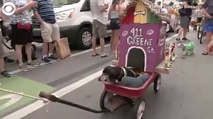 91K views · 1.2K reactions | WIENER DOGS ON PARADE: About 300 dachshunds and their people paraded in downtown Key West, FL for the 15th annual Key West Dachshund Walk on Tuesday. Some standout costumes were The Red Baron, a hula dancer, a flamingo, and a hot dog with his ketchup and mustard bottles. | KDKA-TV | CBS Pittsburgh | Facebook
