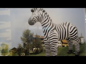 Inflatable zebra double ride!