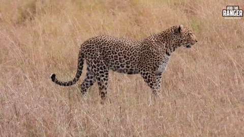 Stunning Luluka Female Leopard In The Maasai Mara
