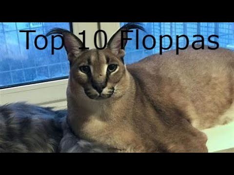 Top 10 Floppas