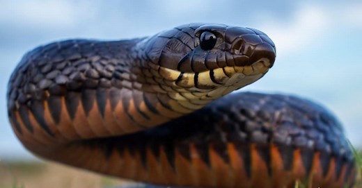 Florida Showdown: Indigo Snake vs. Python Battle – Winner EATS All!